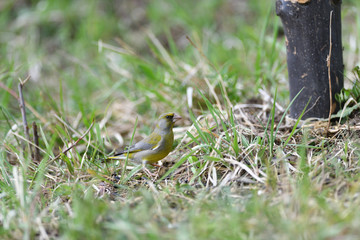 The european greenfinch in the grass looking for food and seeds