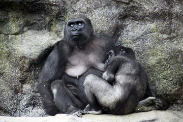 Gorilla breastfeeding from lowlands (western lowlands Gorilla) from central Africa stock photo