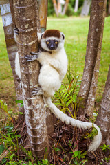Sifaka lemur