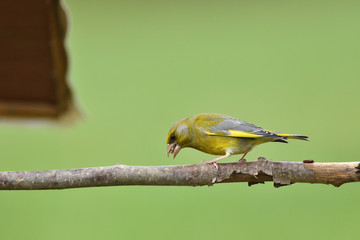 Portrait of common greenfinch sitting on the branch close up