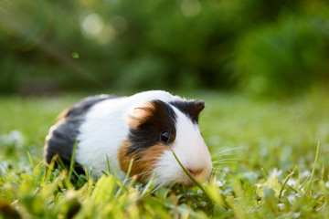 Guinea pig eating grass in a meadow