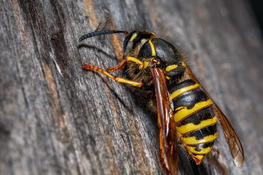 Wasp in nature.