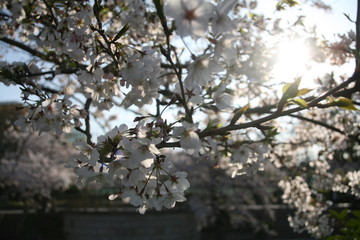 早朝の風に揺れる山崎川の桜の花 
