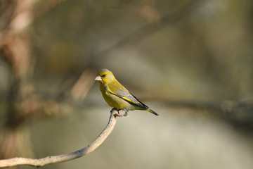 Portrait of common greenfinch sitting on the branch close up
