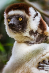 Sifaka lemur