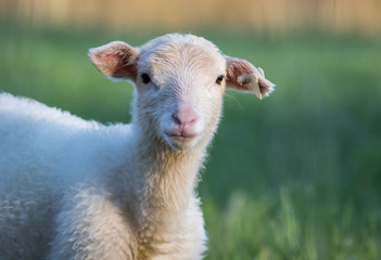 Fototapeta premium Small adorable young white lambs in green grass at dawn soft light on New Jersey farm