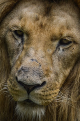 Majestic lion close up portrait