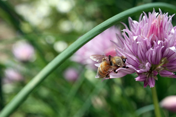 ape che si nutre di nettare e polline dal fiore dell'erba cipollina aromatica perenne