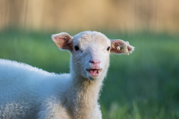 Obraz premium Small adorable young white lambs in green grass at dawn mouth open soft light on New Jersey farm