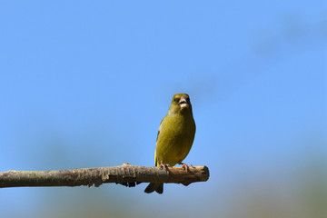 Portrait of common greenfinch sitting on the branch close up