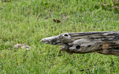 This decaying log that washed up after a flood looks like something from a horror movie. Green grass bokeh effect.
