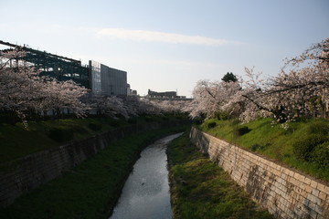 Fototapeta na wymiar 早朝の山崎川、満開の桜
