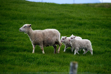 Fototapeta premium Sheep and lambs on meadow in Iceland