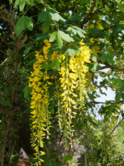 (Laburnum anagyroides) Gelber Blütenstand von Gemeine Goldregen mit hellbraun Zweige, grünen...
