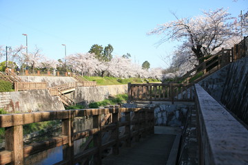 Fototapeta na wymiar 早朝のウッドデッキに臨む山崎川の桜