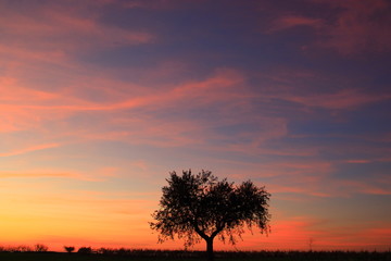 olive tree alone view during sunset