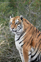 Fototapeta na wymiar Bengal tiger on platform with trees behind -Also known as the Indian Tiger, the Bengal Tiger is the most common of all tigers and is the national animal of India - stock photo