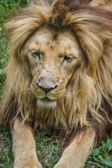 Beautiful lion resting on the grass portrait