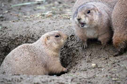 Prairie dogs in burrows rodents native to the grasslands of North America - stock photo