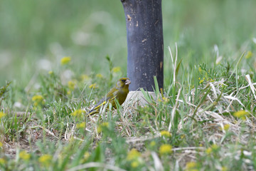 The european greenfinch in the grass looking for food and seeds