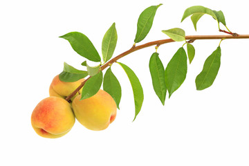 A branch of peaches isolated on white