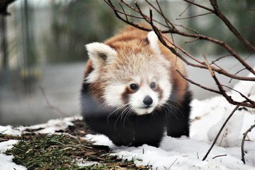 red panda is and endangered mammal animal from South China and East Himalayas 