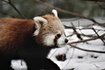 red panda is and endangered mammal animal from South China and East Himalayas 