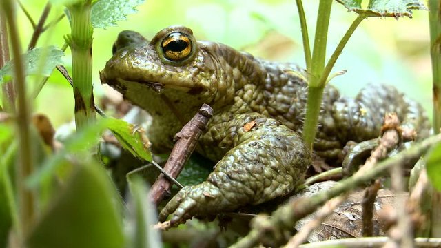 A frog (toad) hides in the grass.