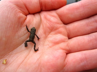 hand holding a frog