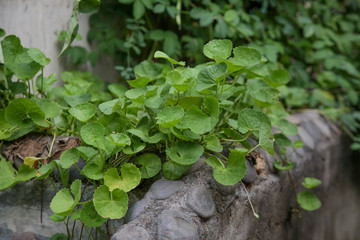 Organic vegetable garden, young vegetable plants and seedlings close up view