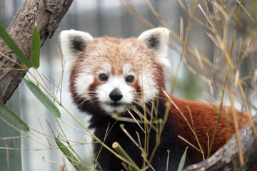 Naklejka premium red panda is and endangered mammal animal from South China and East Himalayas 