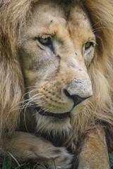 Majestic lion close up portrait