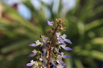 flower in the garden