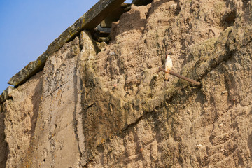 pajaros