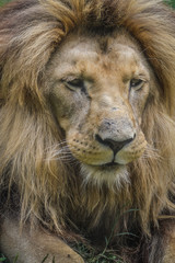 Majestic lion close up portrait