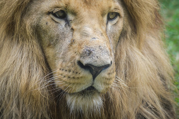 Majestic lion close up portrait