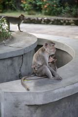 Mother and baby monkey in the park