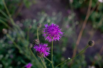 purple thistle flower