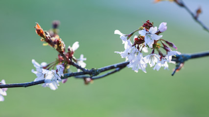 Blooming Prunus Nipponica