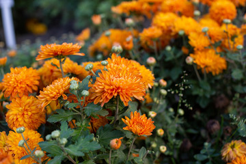 orange chrysanthemum flower