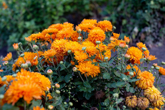 orange flowers in the garden © Iryna Bei IRINA BEY