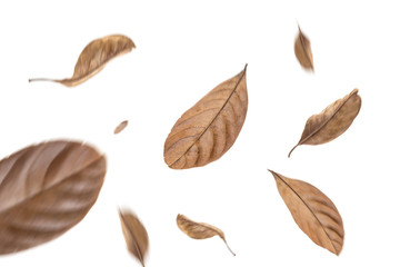 dry leaves flying on white background,motion blur 