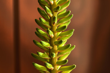 Aloe vera branch with flowers