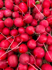 Bunch of radishes. Freshly harvested, purple colorful radish. Growing radish. Growing vegetables. Healthy food background. European radishes (Raphanus sativus)

