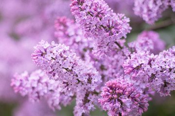 Fototapeta premium Lilac branch in the garden
