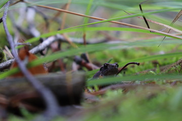 frog in the woods