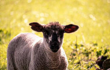 Young sheep/lamb against green field in soft focus