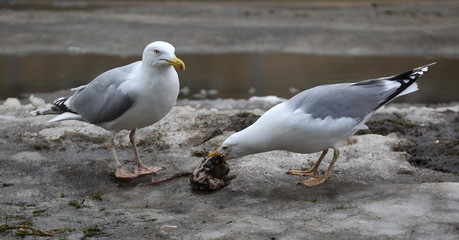 Seagulls eating a dead rat
