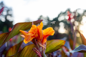 red and yellow leaves
