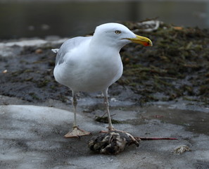 Seagull eating a dead rat